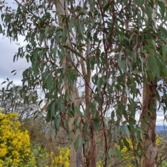 Eucalyptus rossii at Wanniassa Hill - 2 Aug 2023 01:00 PM