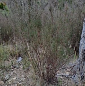 Kunzea parvifolia at Tuggeranong, ACT - 2 Aug 2023 12:54 PM