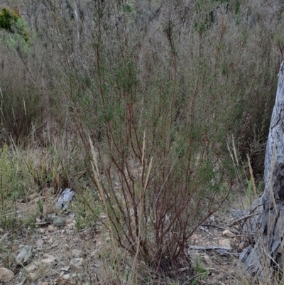 Kunzea parvifolia (Violet Kunzea) at Wanniassa Hill - 2 Aug 2023 by LPadg