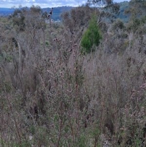 Kunzea parvifolia at Tuggeranong, ACT - 2 Aug 2023