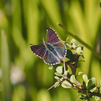 Paralucia crosbyi (Violet Copper Butterfly) at Rendezvous Creek, ACT - 31 Jul 2023 by RAllen