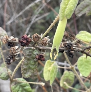 Correa reflexa var. reflexa at Greenway, ACT - 2 Aug 2023 11:13 AM