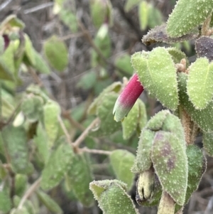 Correa reflexa var. reflexa at Greenway, ACT - 2 Aug 2023 11:13 AM