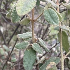 Correa reflexa var. reflexa at Greenway, ACT - 2 Aug 2023 11:13 AM