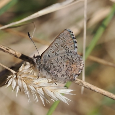 Paralucia spinifera (Bathurst or Purple Copper Butterfly) at Rendezvous Creek, ACT - 31 Jul 2023 by RAllen