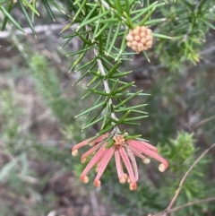 Grevillea juniperina subsp. fortis (Grevillea) at Greenway, ACT - 1 Aug 2023 by JaneR