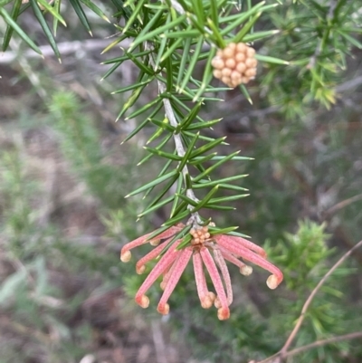 Grevillea juniperina subsp. fortis (Grevillea) at Greenway, ACT - 2 Aug 2023 by JaneR