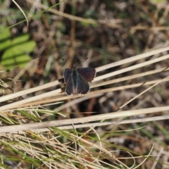 Paralucia crosbyi (Violet Copper Butterfly) at Rendezvous Creek, ACT - 31 Jul 2023 by RAllen