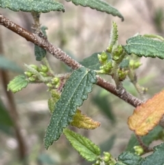 Gynatrix pulchella (Hemp Bush) at Greenway, ACT - 2 Aug 2023 by JaneR