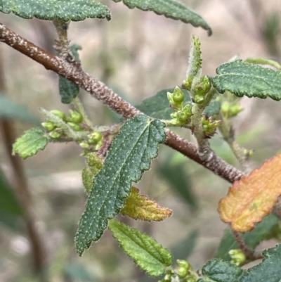 Gynatrix pulchella (Hemp Bush) at Greenway, ACT - 2 Aug 2023 by JaneR