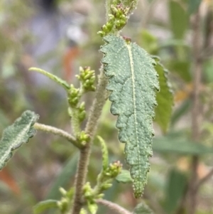 Gynatrix pulchella at Greenway, ACT - 2 Aug 2023