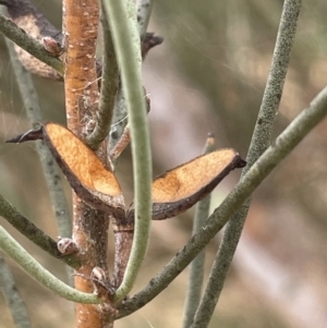 Hakea microcarpa at Greenway, ACT - 2 Aug 2023