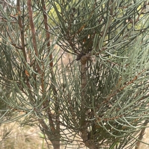 Hakea microcarpa at Greenway, ACT - 2 Aug 2023