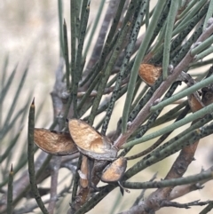 Hakea microcarpa at Greenway, ACT - 2 Aug 2023