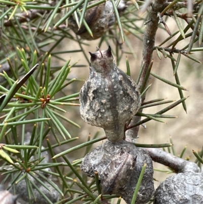 Hakea decurrens subsp. decurrens (Bushy Needlewood) at Greenway, ACT - 2 Aug 2023 by JaneR