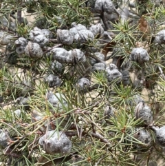 Hakea decurrens subsp. decurrens at Greenway, ACT - 2 Aug 2023