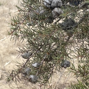 Hakea decurrens subsp. decurrens at Greenway, ACT - 2 Aug 2023