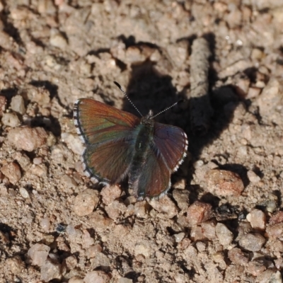 Paralucia crosbyi (Violet Copper Butterfly) at Rendezvous Creek, ACT - 31 Jul 2023 by RAllen