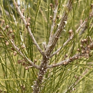 Casuarina cunninghamiana subsp. cunninghamiana at Greenway, ACT - 2 Aug 2023