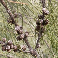 Casuarina cunninghamiana subsp. cunninghamiana at Greenway, ACT - 2 Aug 2023