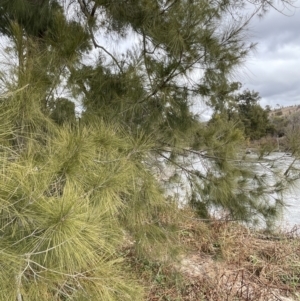 Casuarina cunninghamiana subsp. cunninghamiana at Greenway, ACT - 2 Aug 2023