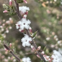 Styphelia attenuata (Small-leaved Beard Heath) at Greenway, ACT - 2 Aug 2023 by JaneR