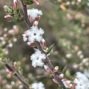 Leucopogon attenuatus at Greenway, ACT - 2 Aug 2023