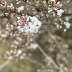 Leucopogon attenuatus at Greenway, ACT - 2 Aug 2023