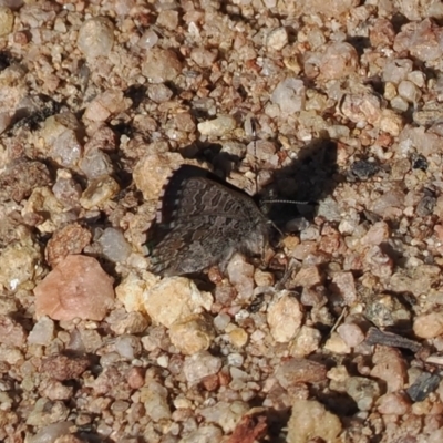 Paralucia crosbyi (Violet Copper Butterfly) at Rendezvous Creek, ACT - 31 Jul 2023 by RAllen