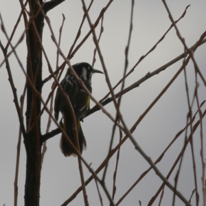 Phylidonyris novaehollandiae at Fyshwick, ACT - 2 Aug 2023