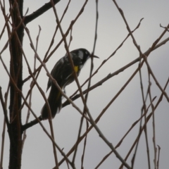 Phylidonyris novaehollandiae at Fyshwick, ACT - 2 Aug 2023