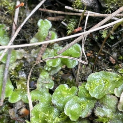 Lunularia cruciata (A thallose liverwort) at Greenway, ACT - 2 Aug 2023 by JaneR