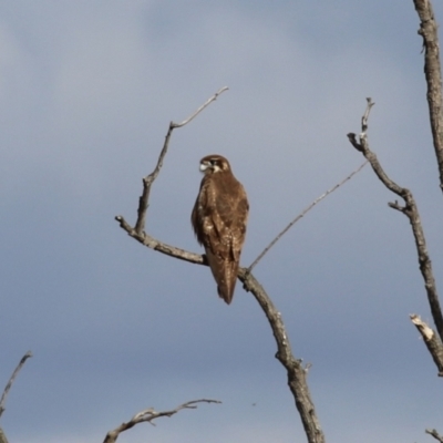 Falco berigora (Brown Falcon) at Jerrabomberra Wetlands - 2 Aug 2023 by RodDeb