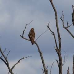 Falco berigora at Fyshwick, ACT - 2 Aug 2023 01:42 PM