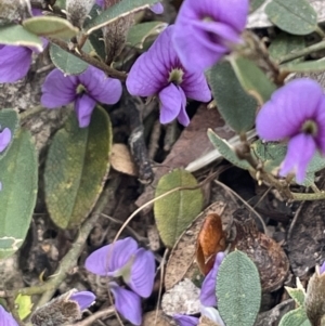 Hovea heterophylla at Greenway, ACT - 2 Aug 2023