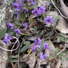 Hovea heterophylla at Greenway, ACT - 2 Aug 2023