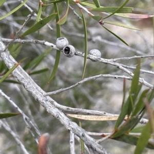 Callistemon sieberi at Greenway, ACT - 2 Aug 2023