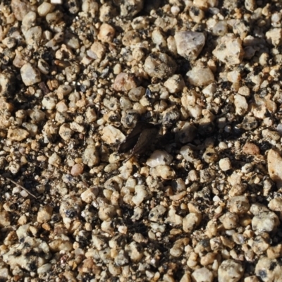 Paralucia spinifera (Bathurst or Purple Copper Butterfly) at Rendezvous Creek, ACT - 31 Jul 2023 by RAllen