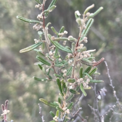 Pomaderris angustifolia (Pomaderris) at Greenway, ACT - 2 Aug 2023 by JaneR