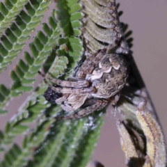 Araneus hamiltoni at O'Connor, ACT - 1 Aug 2023 by ConBoekel