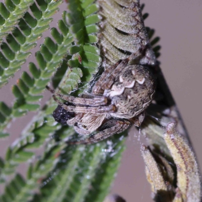 Araneus hamiltoni - 1 Jan 1900 by ConBoekel