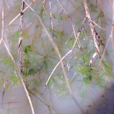 Chara sp. (genus) (A charophyte green algae) at O'Connor, ACT - 3 Aug 2023 by ConBoekel