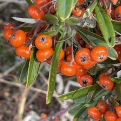 Pyracantha angustifolia (Firethorn, Orange Firethorn) at Greenway, ACT - 2 Aug 2023 by JaneR