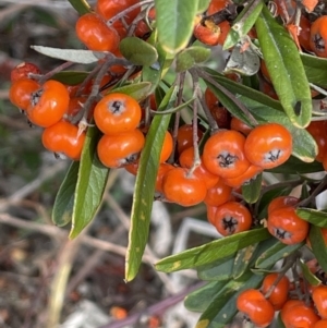 Pyracantha angustifolia at Greenway, ACT - 2 Aug 2023