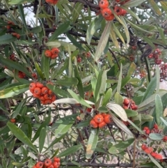 Pyracantha angustifolia at Greenway, ACT - 2 Aug 2023 12:56 PM