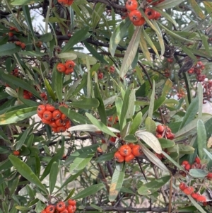 Pyracantha angustifolia at Greenway, ACT - 2 Aug 2023