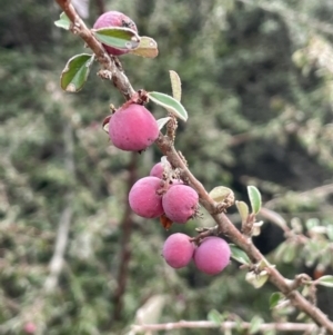 Cotoneaster rotundifolius at Greenway, ACT - 2 Aug 2023