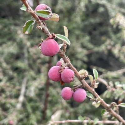 Cotoneaster rotundifolius (A Cotoneaster) at Bullen Range - 2 Aug 2023 by JaneR