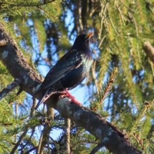 Sturnus vulgaris at Braidwood, NSW - 3 Aug 2023