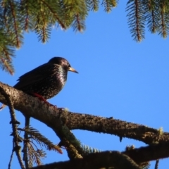 Sturnus vulgaris at Braidwood, NSW - 3 Aug 2023 07:47 AM